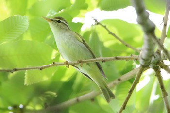 Eastern Crowned Warbler 空の森運動公園 Thu, 4/28/2022