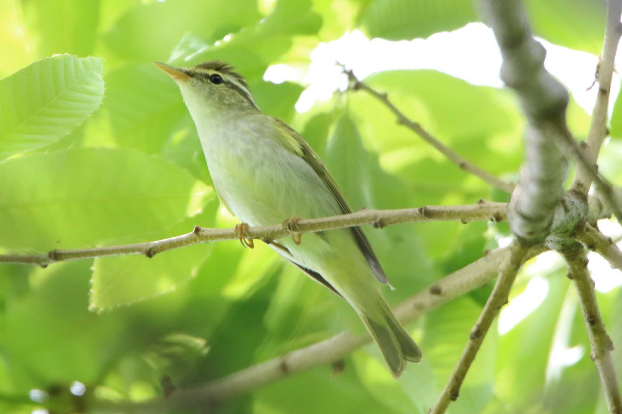 Photo of Eastern Crowned Warbler at 空の森運動公園 by 日野いすゞ
