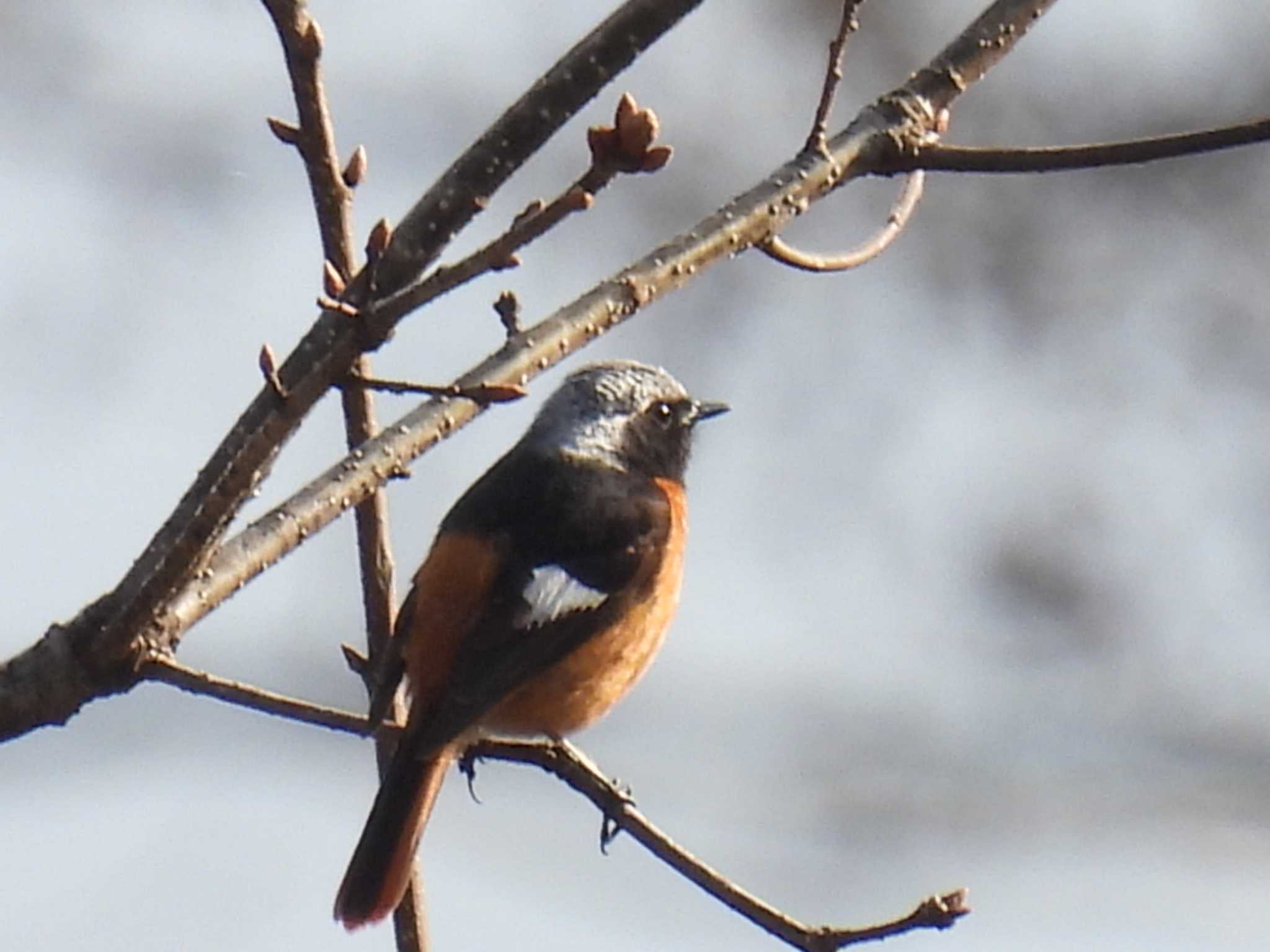 Photo of Daurian Redstart at 浅間高原 by カズー