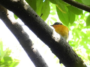 Thu, 4/28/2022 Birding report at Osaka castle park