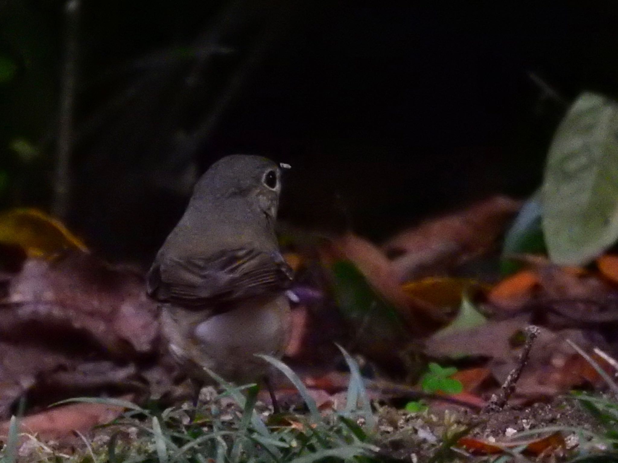 Narcissus Flycatcher