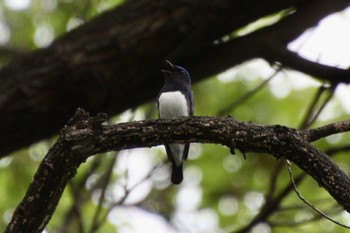 Blue-and-white Flycatcher 山梨県甲斐市 Wed, 4/27/2022