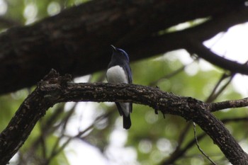 Blue-and-white Flycatcher 山梨県甲斐市 Wed, 4/27/2022