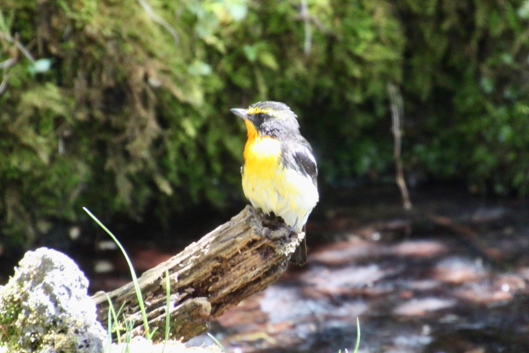 Photo of Narcissus Flycatcher at 西湖野鳥の森公園 by banban