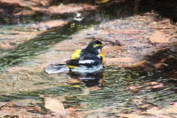 キビタキ 西湖野鳥の森公園 2022年4月25日(月)