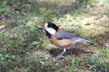 Varied Tit 西湖野鳥の森公園 Mon, 4/25/2022