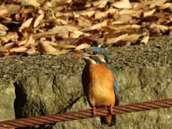 カワセミ 石神井公園 2017年11月25日(土)