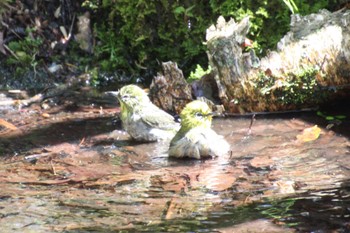 Warbling White-eye 西湖野鳥の森公園 Mon, 4/25/2022