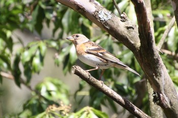 アトリ 西湖野鳥の森公園 2022年4月25日(月)