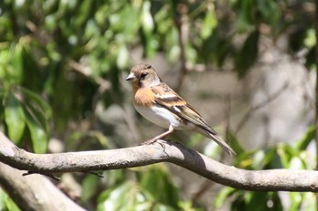 Brambling 西湖野鳥の森公園 Mon, 4/25/2022