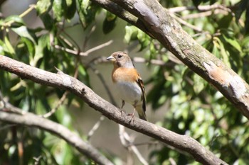 アトリ 西湖野鳥の森公園 2022年4月25日(月)