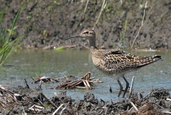 Little Curlew 大久保農耕地 Mon, 4/25/2022