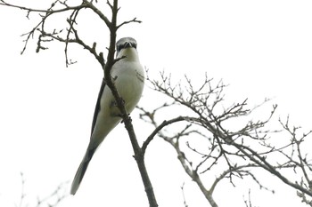 サンショウクイ 愛知県 2022年4月24日(日)