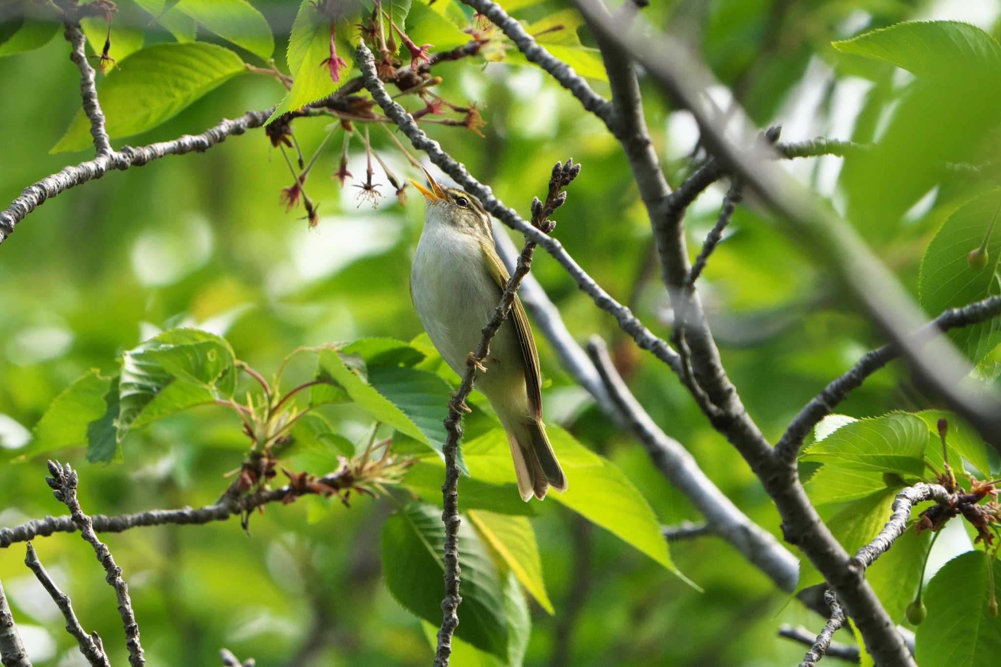 Eastern Crowned Warbler