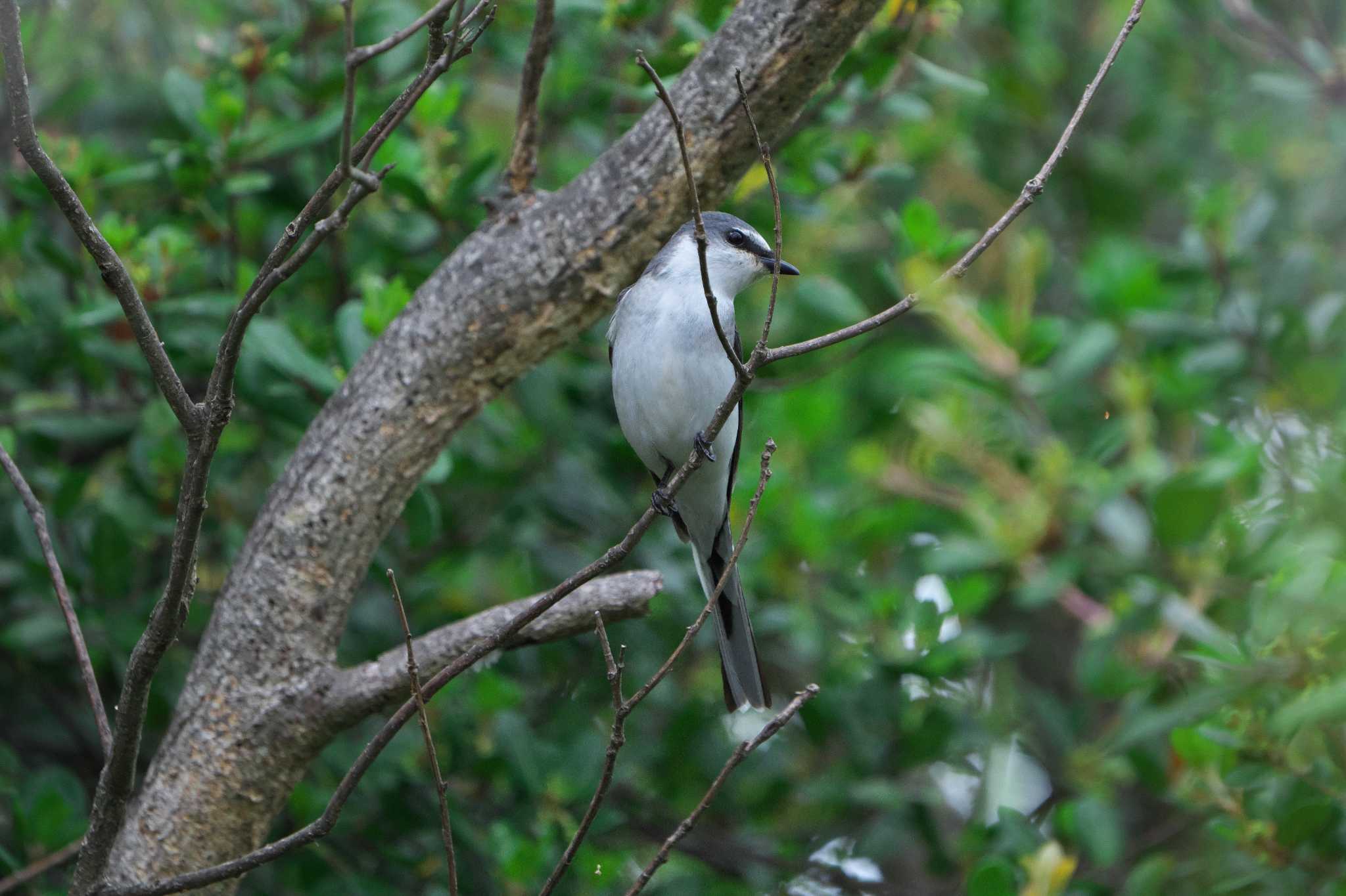 Ashy Minivet