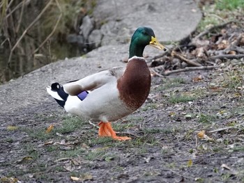 Mallard Shakujii Park Sat, 11/25/2017