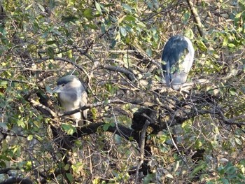 Black-crowned Night Heron Shakujii Park Sat, 11/25/2017