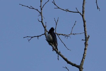 オオルリ 鳥原渓谷 2022年4月28日(木)