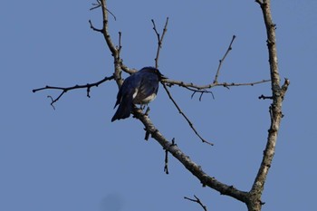 オオルリ 鳥原渓谷 2022年4月28日(木)