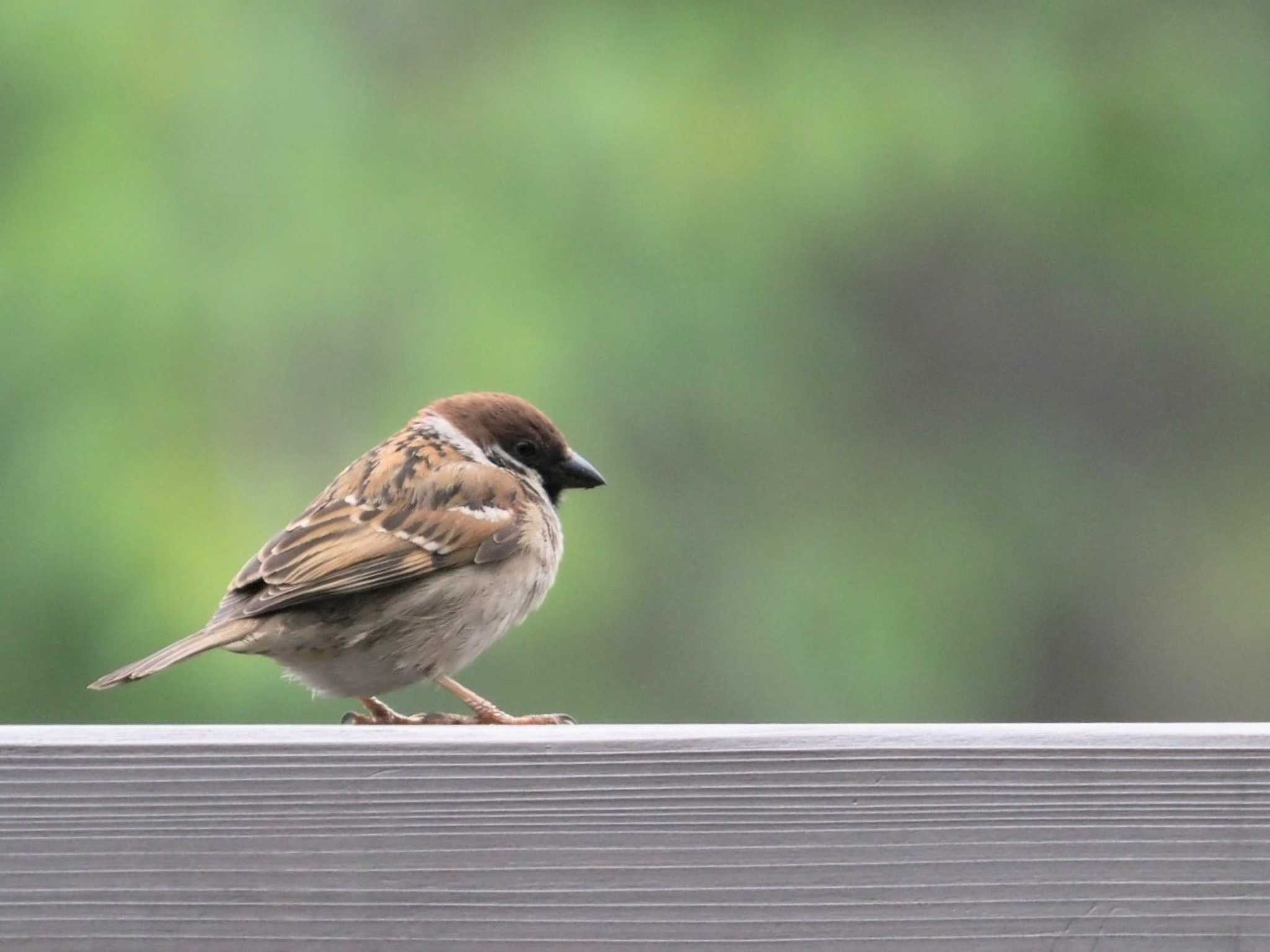 Photo of Eurasian Tree Sparrow at Shinjuku Gyoen National Garden by yumineko