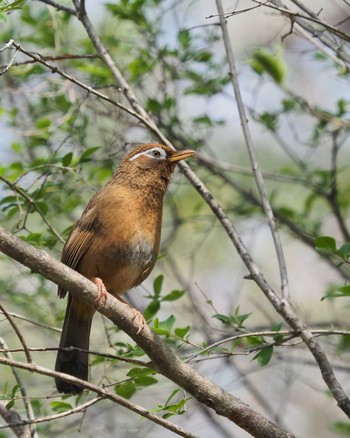 ガビチョウ 武蔵丘陵森林公園 撮影日未設定