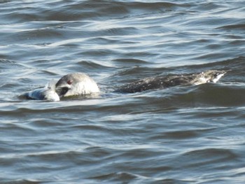 Red-throated Loon 豊頃町湧洞沼 長節湖 大津漁港 Thu, 4/21/2022