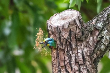 Taiwan Barbet 大安森林公園 Thu, 4/28/2022