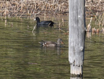 Gadwall Kasai Rinkai Park Sat, 11/25/2017