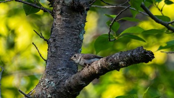 Asian Brown Flycatcher 大津市 Thu, 4/28/2022