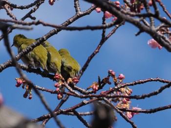 メジロ 河津町 2022年2月26日(土)