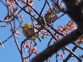 メジロ 河津町 2022年2月26日(土)