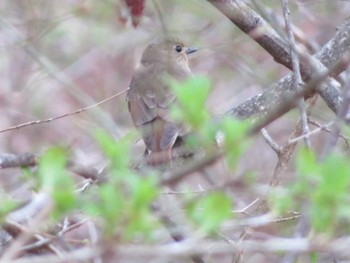 Narcissus Flycatcher 浅間山荘 Thu, 4/28/2022