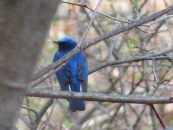 Blue-and-white Flycatcher 浅間山荘 Thu, 4/28/2022