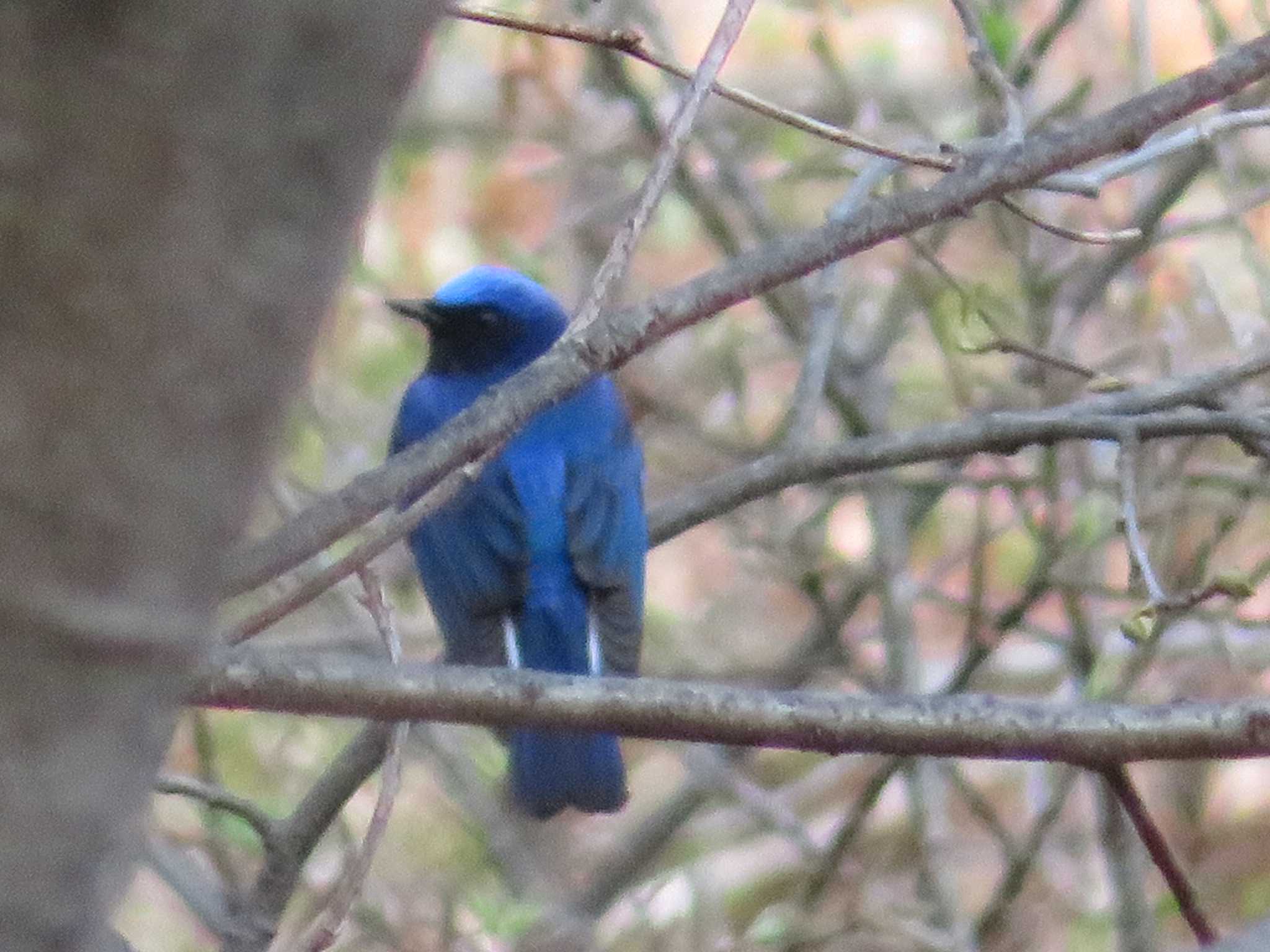 Photo of Blue-and-white Flycatcher at 浅間山荘 by ヤマガーラ