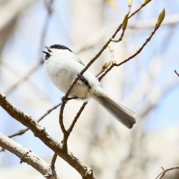 ハシブトガラ 大沼森林公園 2022年4月28日(木)