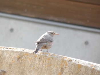 イソヒヨドリ 鳴門山 2022年1月1日(土)