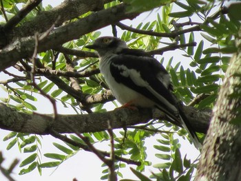 White-crested Helmetshrike ザンビア Tue, 12/3/2013