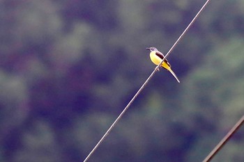 Grey Wagtail 山口県岩国市美和町 Thu, 4/28/2022