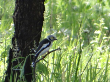 White-crested Helmetshrike ザンビア Fri, 12/6/2013