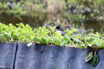 セグロセキレイ 山口県岩国市美和町 2022年4月28日(木)