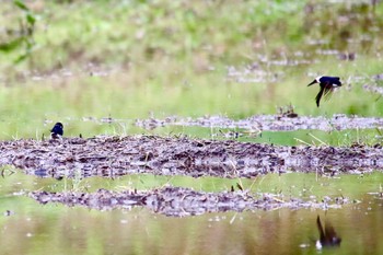 Asian House Martin 山口県岩国市美和町 Thu, 4/28/2022