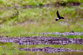 Asian House Martin 山口県岩国市美和町 Thu, 4/28/2022