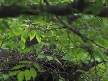 Fri, 4/29/2022 Birding report at 越谷