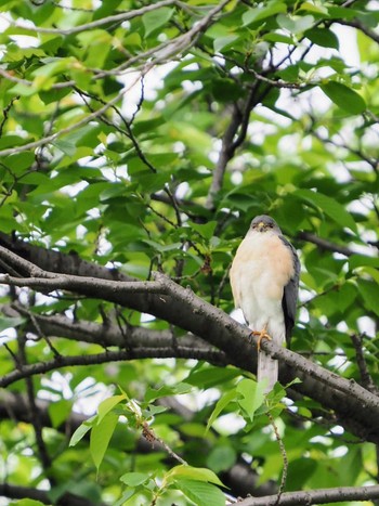 Japanese Sparrowhawk 越谷 Fri, 4/29/2022