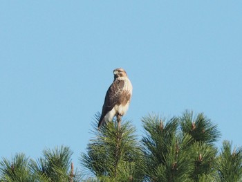 Eastern Buzzard Kasai Rinkai Park Sat, 11/25/2017