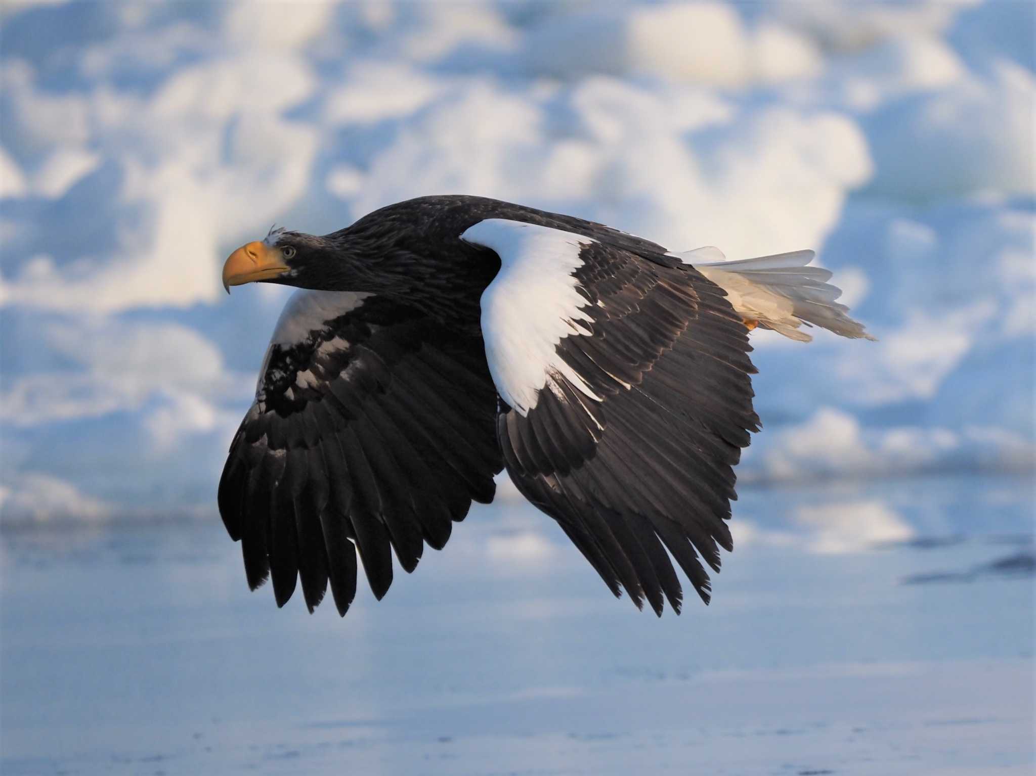 Photo of Steller's Sea Eagle at 羅臼ネイチャークルーズ by エヌ