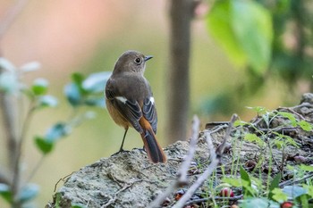 Daurian Redstart Akashi Park Fri, 11/17/2017