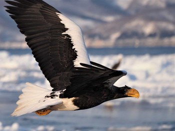 Steller's Sea Eagle 羅臼ネイチャークルーズ Thu, 3/3/2022