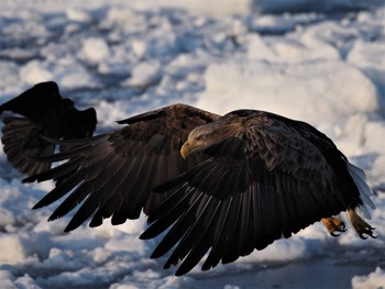 White-tailed Eagle 羅臼ネイチャークルーズ Thu, 3/3/2022