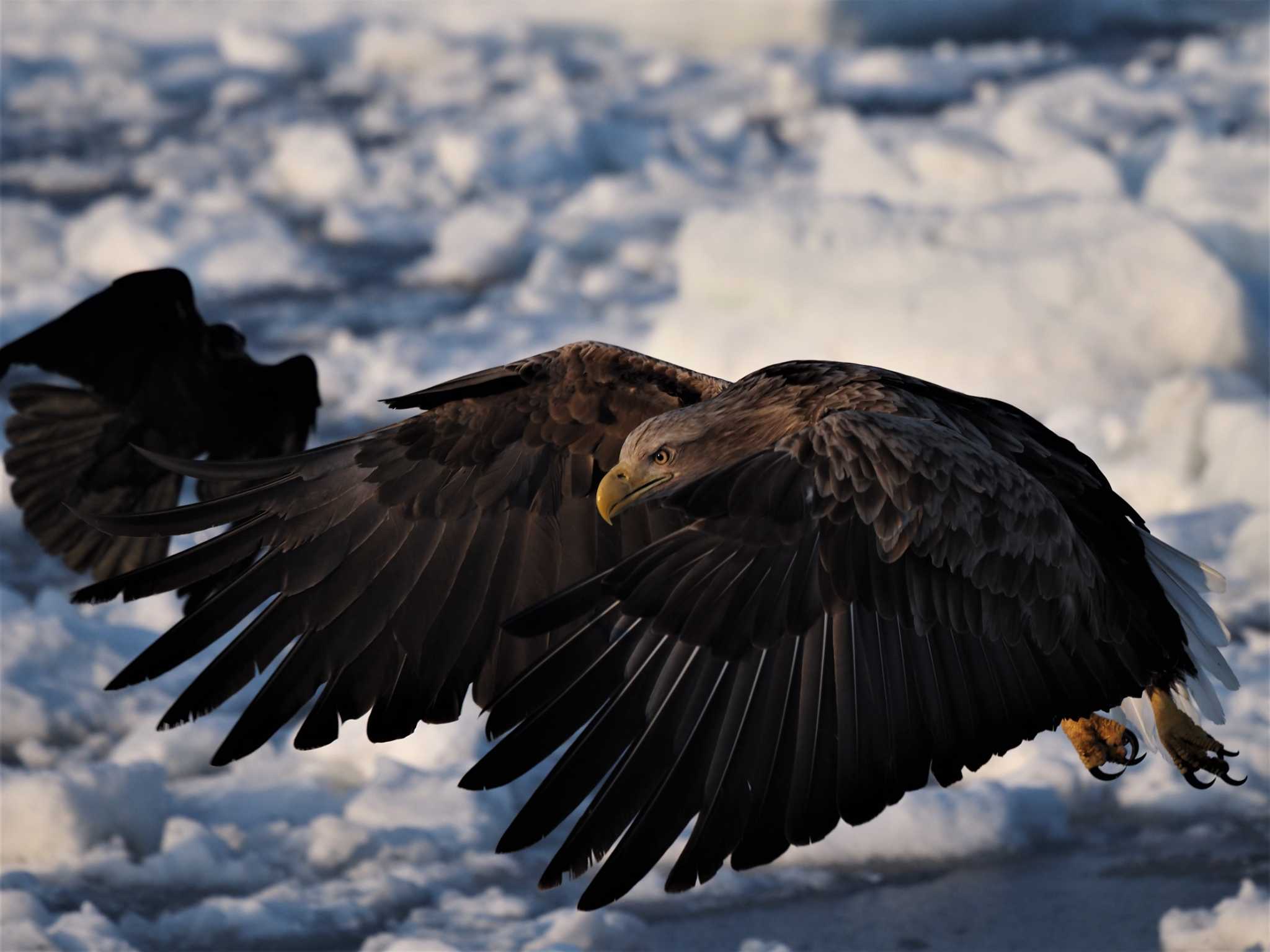 Photo of White-tailed Eagle at 羅臼ネイチャークルーズ by エヌ